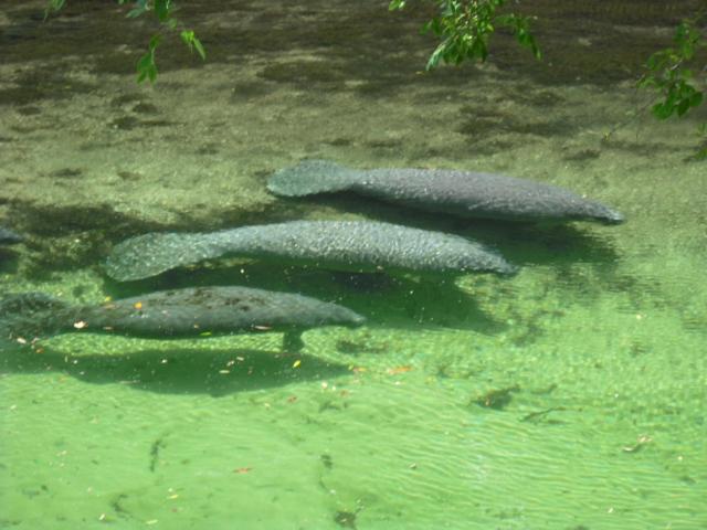 Apartamento Pams Mermaid House With Riverfront Yard And Lanai! Weeki Wachee Exterior foto